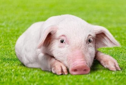 生肖豬的朋友，12月將有貴人來圓你20年的愿望，看看他是誰