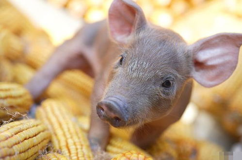 4月23號，屬豬人需謹(jǐn)慎應(yīng)對潛在挑戰(zhàn)